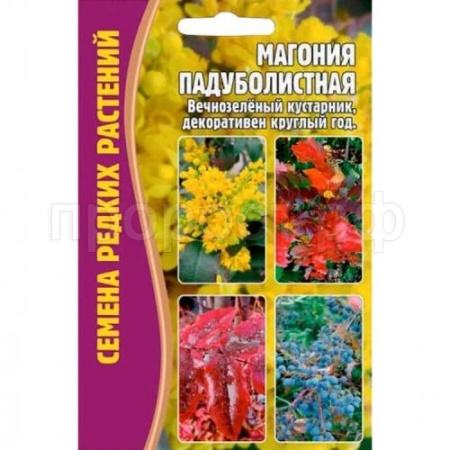 Редкие растения Магония Падуболистная 10 шт