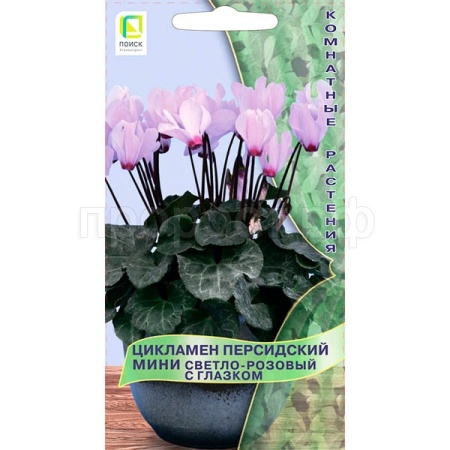 Поиск Комн. Цикламен персидский мини Светло-розовый с глазком 2шт