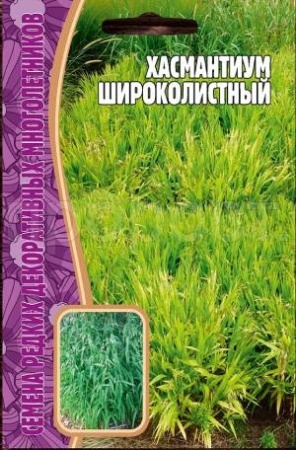 Редкие растения Хасмантиум Широколистный 25 шт 