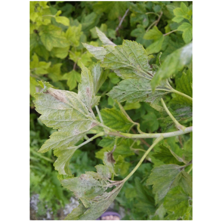 Тиовит-Джет 30г 120шт пакет EXPERT GARDEN