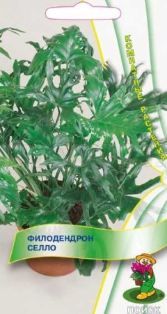 Поиск Филодендрон селло 3шт