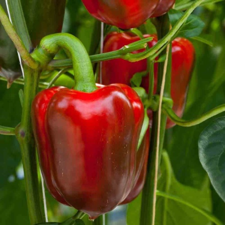 Перец сладкий Богатырь 0,2г Перец сладкий Богатырь 0,2г