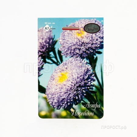 Каприс Астра Помпонная Посейдон светло-синяя 20*1