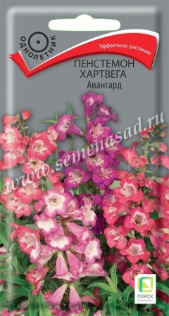 Поиск Пенстемон Хартвега  Авангард 0,05 г 