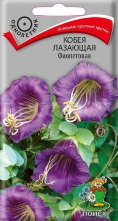 Поиск Кобея лазающая Фиолетовая 5шт