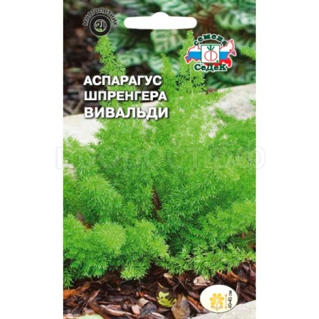 Седек Аспарагус Шпренгера Вивальди