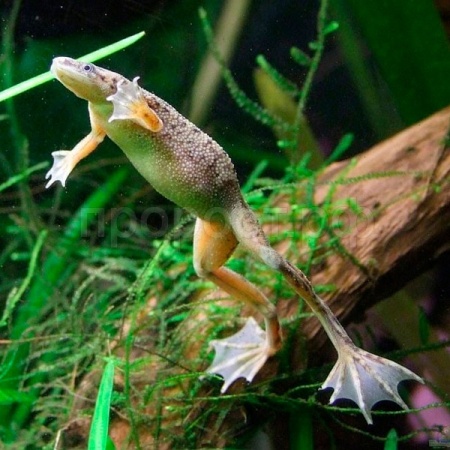 Лягушка карликовая M (Himenochirus boettgeri)  Лягушка карликовая M (Himenochirus boettgeri)