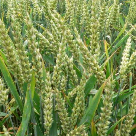 З.У. Рожь озимая 0,8 кг. (10шт/уп)