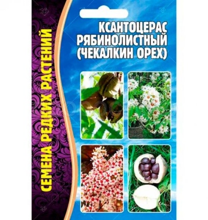 Ксантоцерас рябинолистный (Чекалкин орех) 2шт