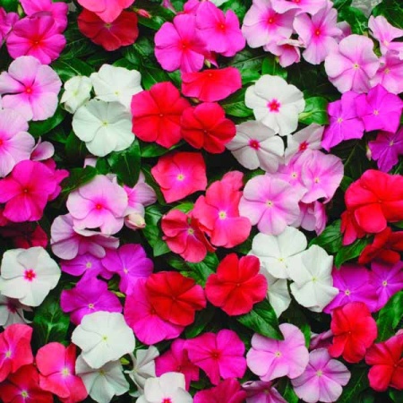 Поиск Катарантус ампельный Медитерранеан микс 10шт 