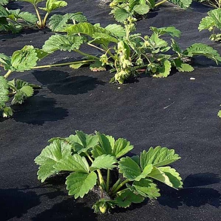 Спанбонд "PROROST" 60мкр (3,2*10м) мульчирующий/3шт/