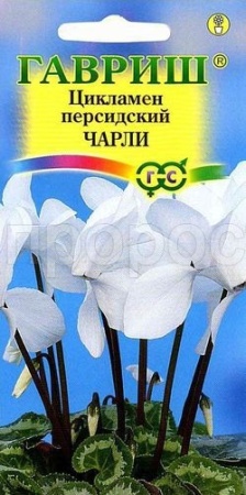 Гавриш Цикламен персидский Чарли 3шт