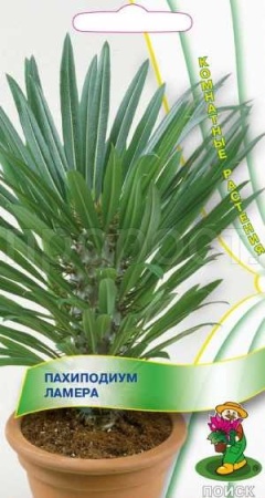 Поиск Пахиподиум Ламера 3шт