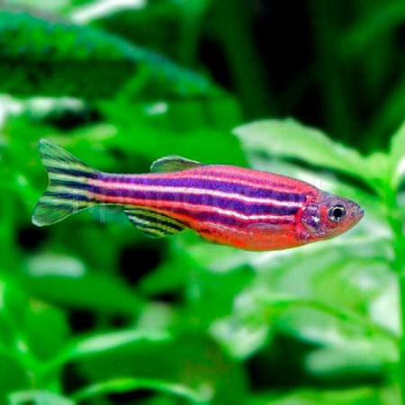 Данио рерио Розовый M