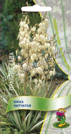 Поиск Юкка нитчатая 3шт
