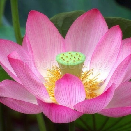 Редкие растения Лотос орехоносный (Nelumbo nucifera) 2 шт