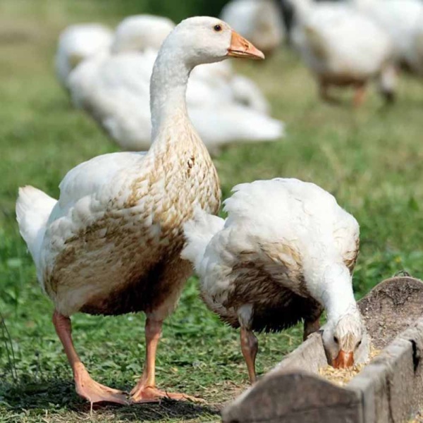 Ракушка для птиц 200гр ДОБРОЖИЛ Ракушка для птиц 200гр ДОБРОЖИЛ