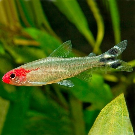 Рыба Родостомус Татра красноротая M Рыба Родостомус Татра красноротая M