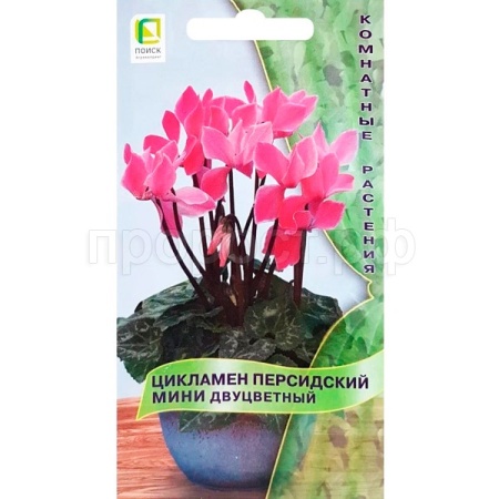 Поиск Комн. Цикламен персидский мини Двуцветный 2шт