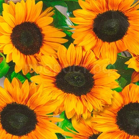 Аэлита Подсолнечник декоративный Везувий F1 5шт