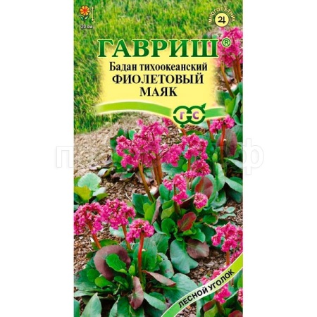 Гавриш Бадан тихоокеанский Фиолетовый маяк 0,01г