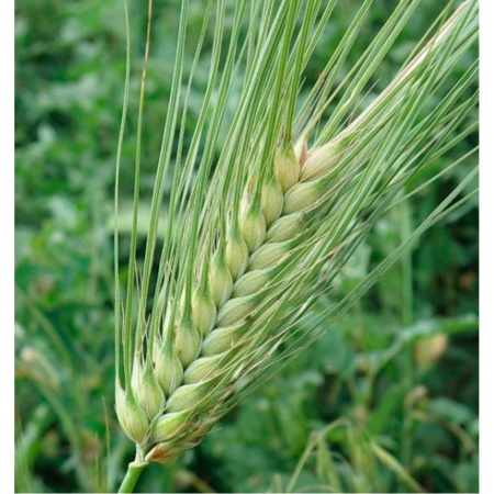 Семена ячменя 0,8 кг