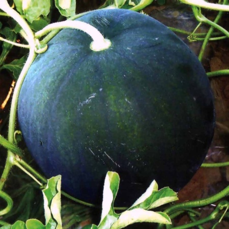 Арбуз Огонек 1г