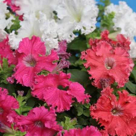 Поиск Петуния бахромчатая Афродита Смесь окрасок 10шт 