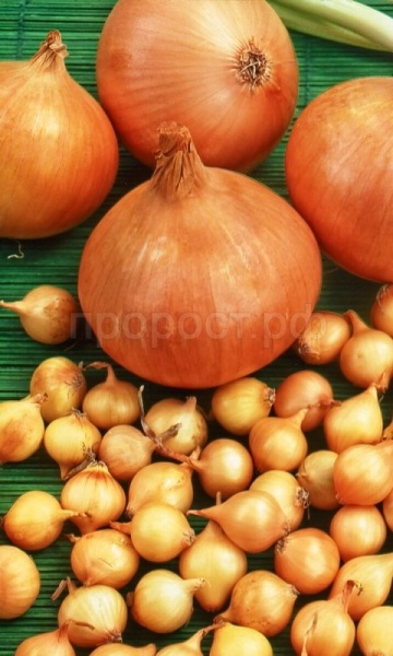 Лук-севок Дедуля 21-24 10кг+-10%